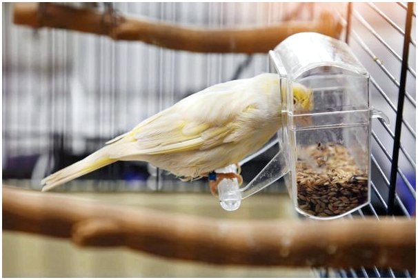 Полезны ли семена подсолнечника для птиц?