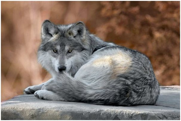 Поведенческие различия между белым волком и коричневым волком