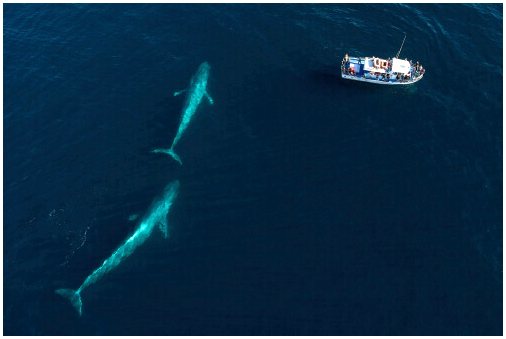 Репродуктивные привычки синего кита