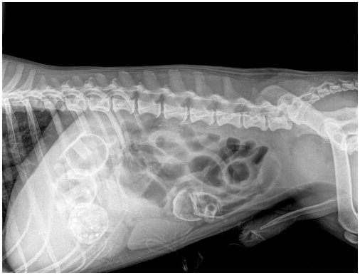Симптомы кишечной непроходимости у собак