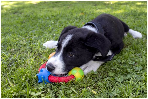 Советы, как избежать собственнической собаки с ее игрушками
