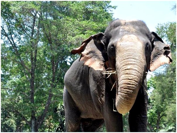 Суматранский слон: среда обитания, характеристики и сохранение