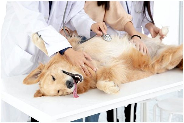 Толстонеют ли собаки после стерилизации?