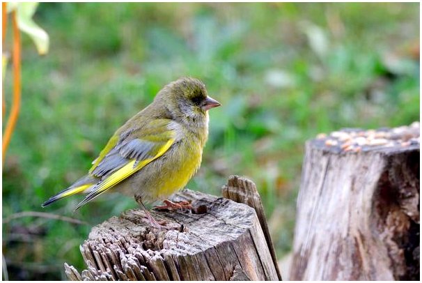 Трихомониаз у птиц: причины, симптомы и лечение