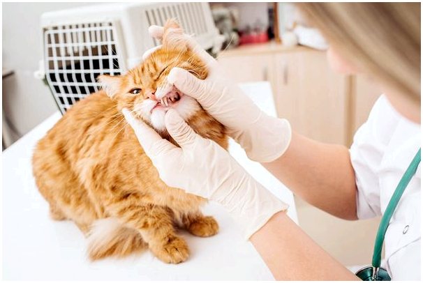 Важность здоровья зубов у кошек