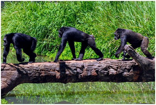 Воссоединение спасенного шимпанзе и его хозяев - не то, чем кажется