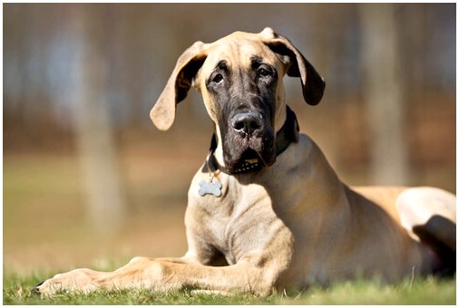 Все, что вам нужно знать о дисплазии тазобедренного сустава у собак