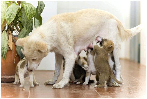 Вы знали, что щенки рождаются глухими?