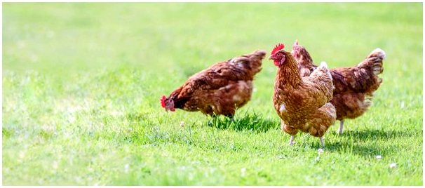 Здоровье кишечника домашней птицы: важность хорошего корма