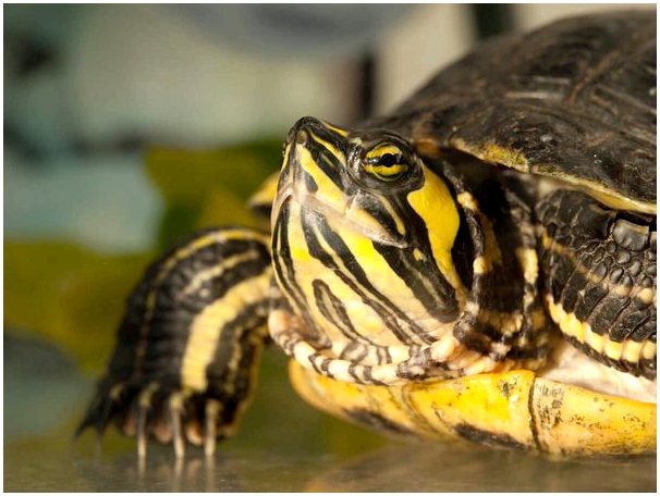 Желтоухая черепаха: все, что нужно знать