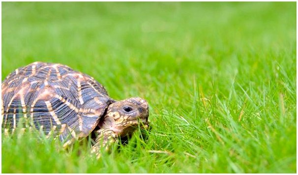 Звездная черепаха: характеристика, питание и размножение