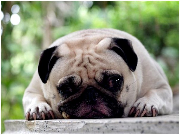 10 советов, как помочь собаке с депрессией