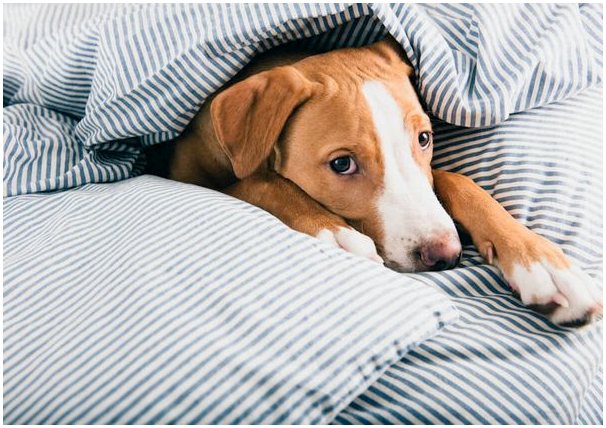 10 советов, как помочь собаке с депрессией