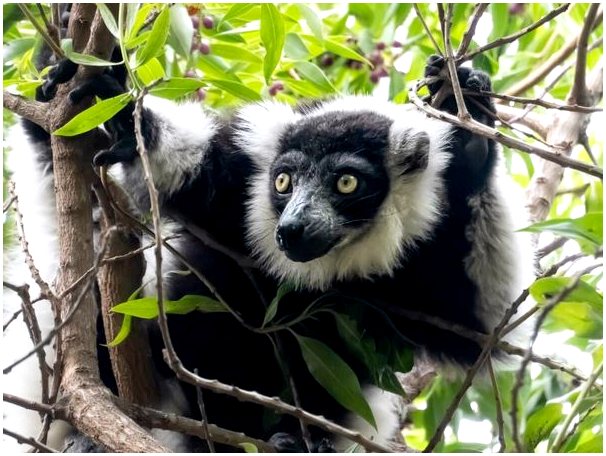 25 приматов, находящихся под наибольшей угрозой исчезновения