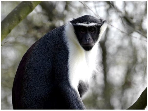 25 приматов, находящихся под наибольшей угрозой исчезновения