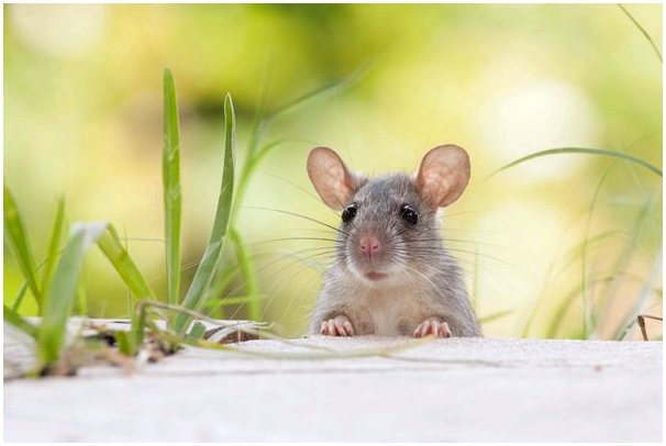4 последствия мышиной чумы в Австралии