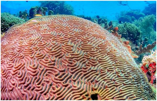 4 вида кораллов