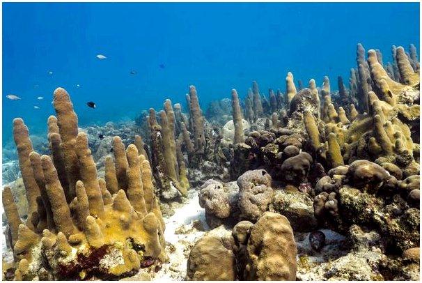 4 вида кораллов