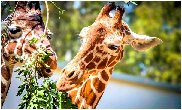 5 интересных фактов о языке жирафов