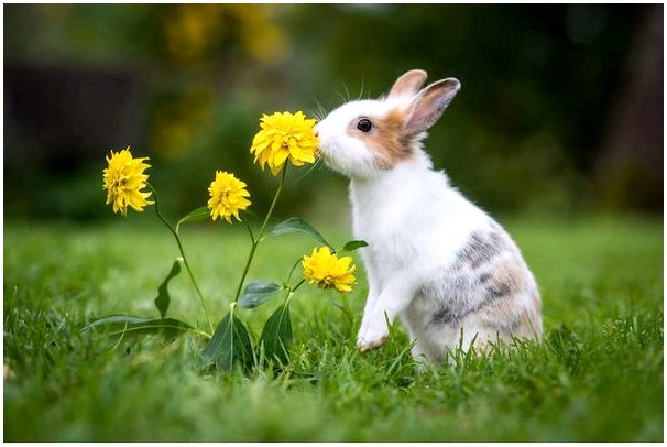 Отит у кроликов: причины, симптомы и лечение