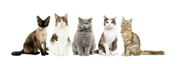 5 советов, как улучшить сосуществование нескольких кошек дома