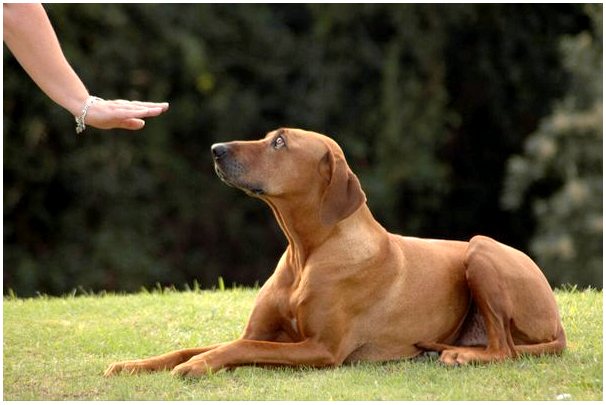 6 самых распространенных расстройств поведения у собак