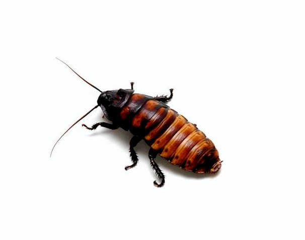 Тараканы: 6 видов и характеристик