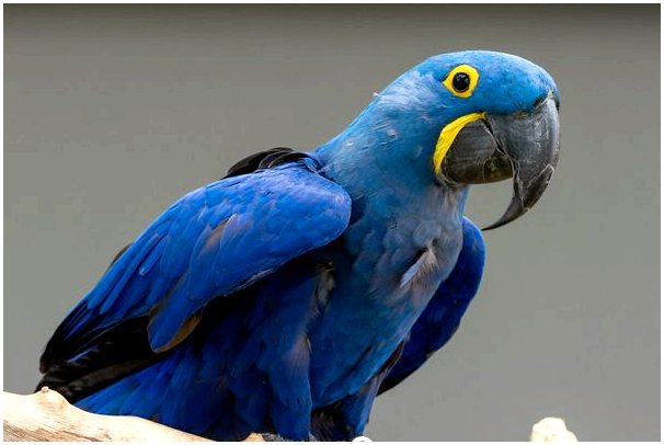 Голубой ара: среда обитания и характеристики