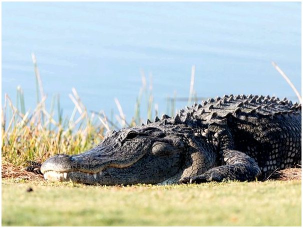 9 видов крокодилов
