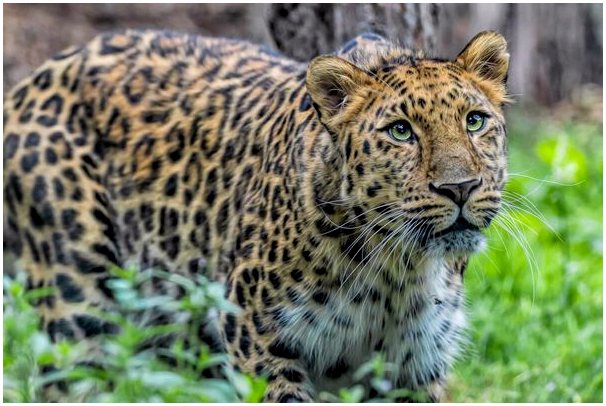 Амурский леопард: среда обитания и характеристики