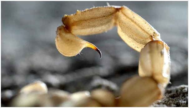 Аризонский скорпион из коры: все, что вам нужно знать