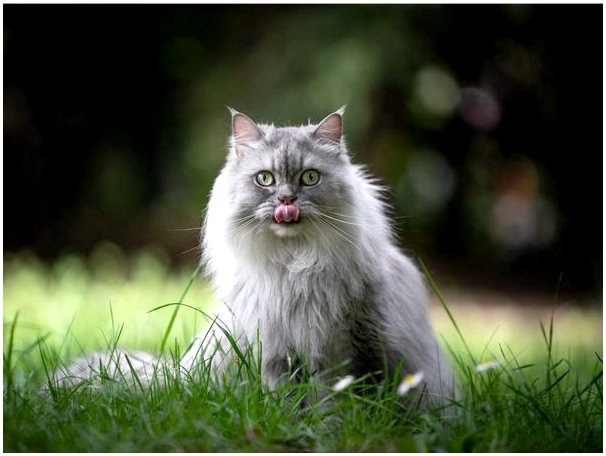 Британский длинношерстный кот: происхождение и характеристика