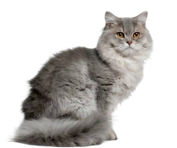 Британский длинношерстный кот: происхождение и характеристика