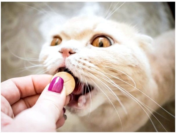 Цефалексин для кошек: применение и побочные эффекты