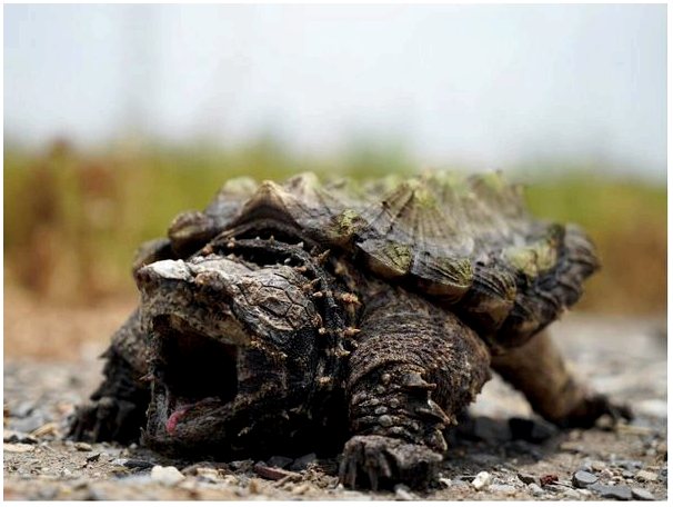 Черепаха аллигатор: среда обитания и характеристики