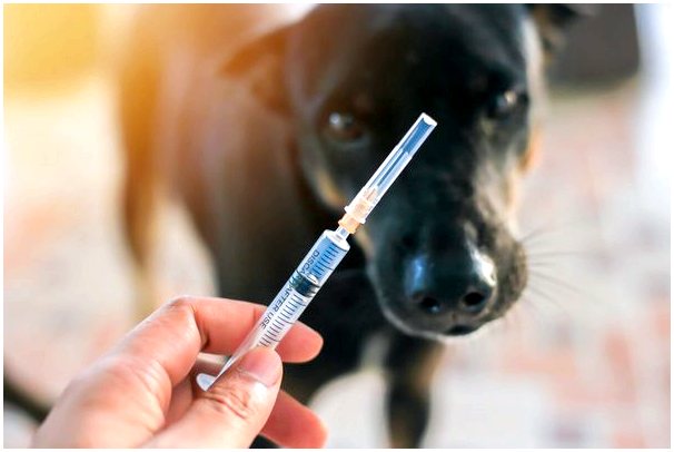 Что следует вакцинировать собаке?