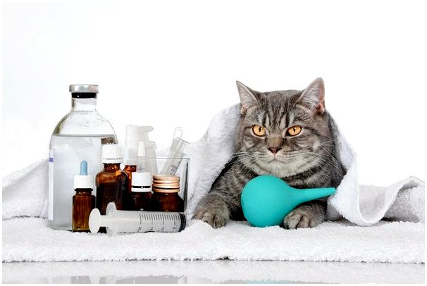Каковы симптомы лейкемии у кошек?