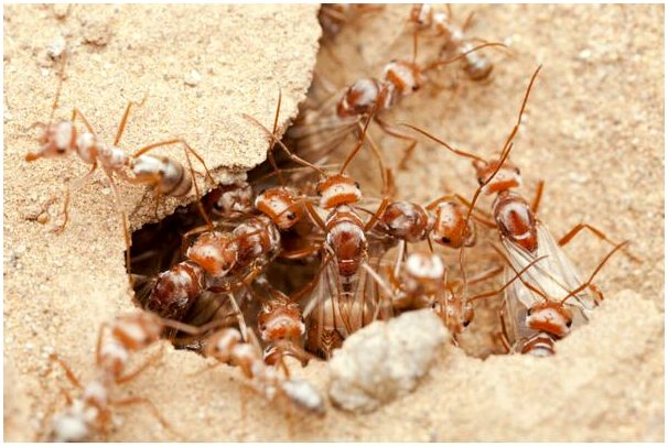 Поведение муравьев