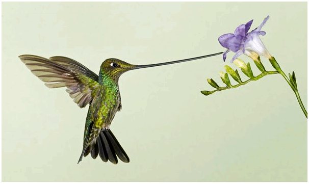 Цветы, привлекающие колибри