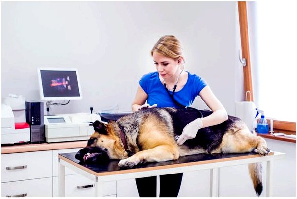 Инсульт у собак: причины, симптомы и лечение