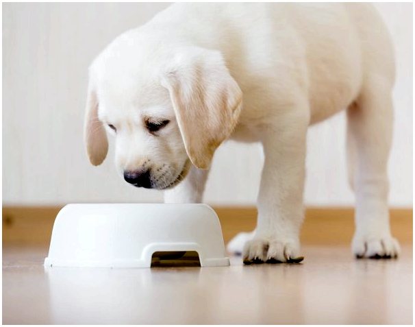 FEDIAF представляет новые рекомендации по питанию собак и кошек