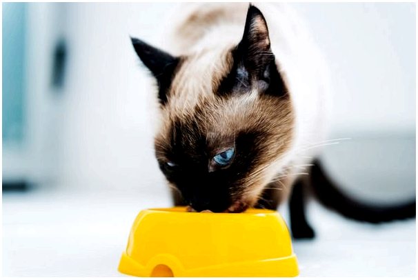 Гиперлипидемия у кошек: причины, симптомы и лечение