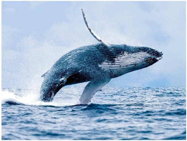Горбатый кит: среда обитания, характеристики и поведение