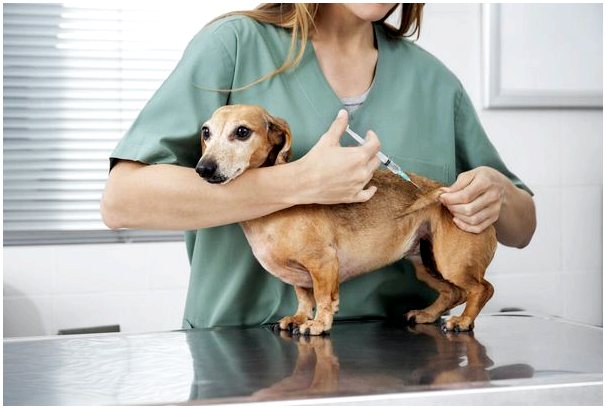 График вакцинации собак: все, что вам нужно знать
