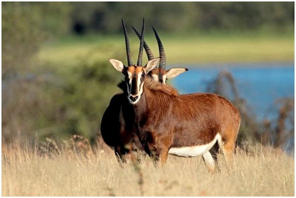 Характеристики и среда обитания соболяной антилопы