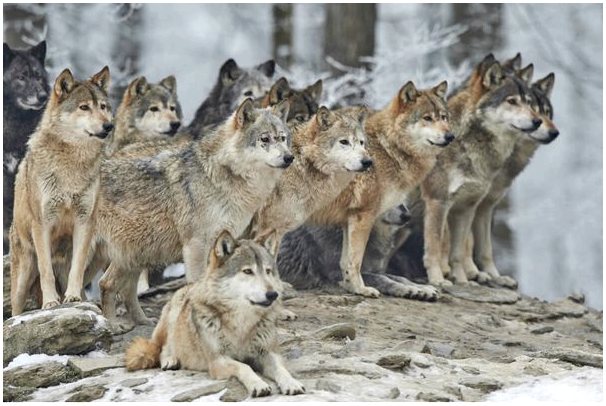 Иерархия в волчьих стаях: существует ли альфа-волк?