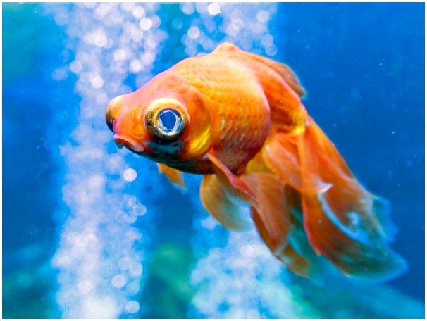 Экзофтальмия у рыб: все, что нужно знать