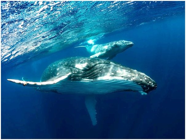 Как дышат киты?
