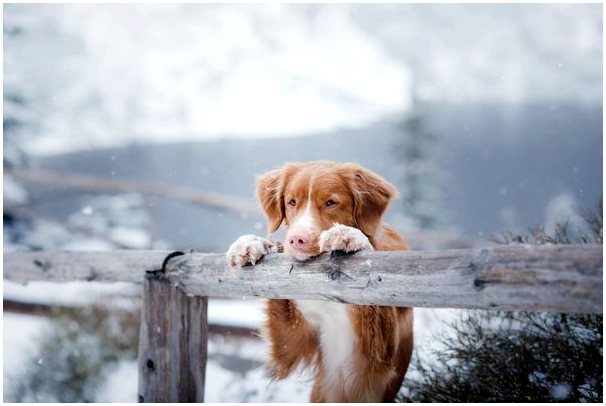Как гулять с собакой по снегу?