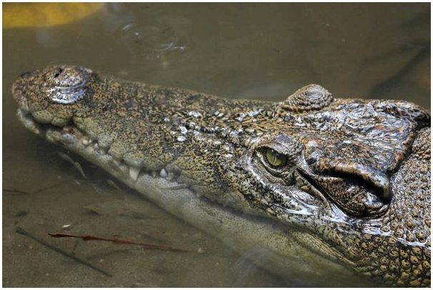 Морской крокодил: Морской ужас